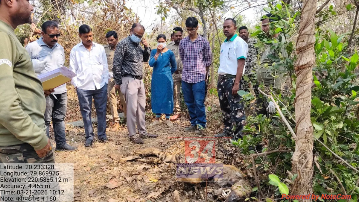 Tiger Death । दुर्गंधीने उघड केलं गुपित! पाथरीच्या कक्ष क्र. १६० मध्ये पट्टेदार वाघाचा करुण अंत