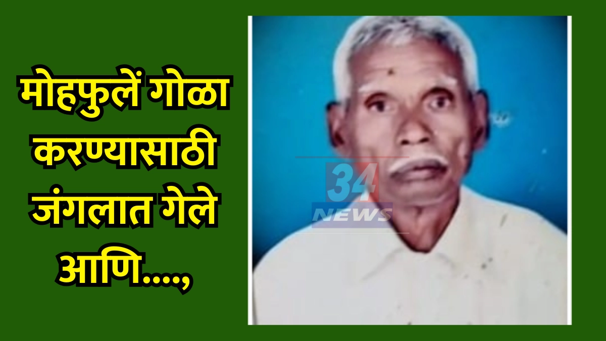 Tiger Attack । चंद्रपुरात वाघाचा थरार! मोहफुले वेचायला गेलेल्या ८१ वर्षीय वृद्धाचा वाघाच्या हल्ल्यात अंत