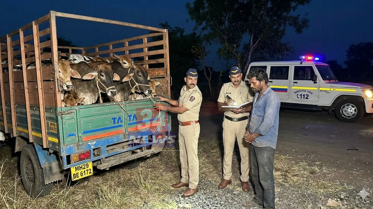 Cattle Smuggling । तेलंगणात कत्तलीसाठी चालला होता गोवंश; कोरपना पोलिसांनी पहाटे उधळला डाव!