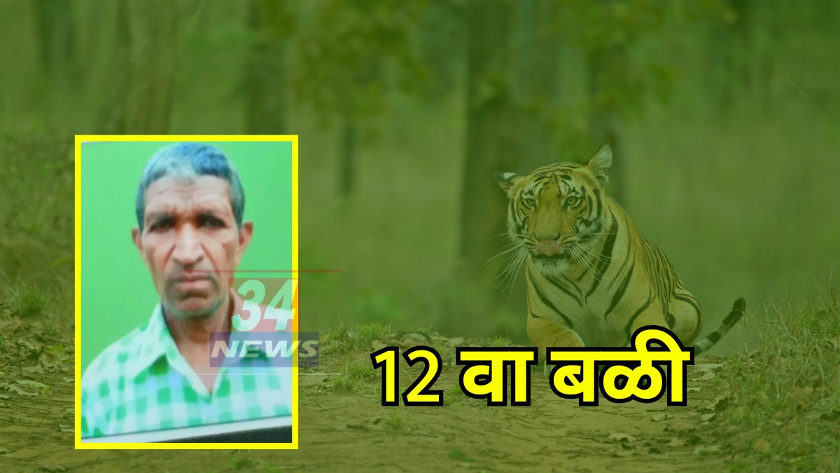 Tiger Attack । मोहफुले वेचणे पडले महाग; ५८ वर्षीय शेतकऱ्याचा वाघाच्या हल्ल्यात मृत्यू