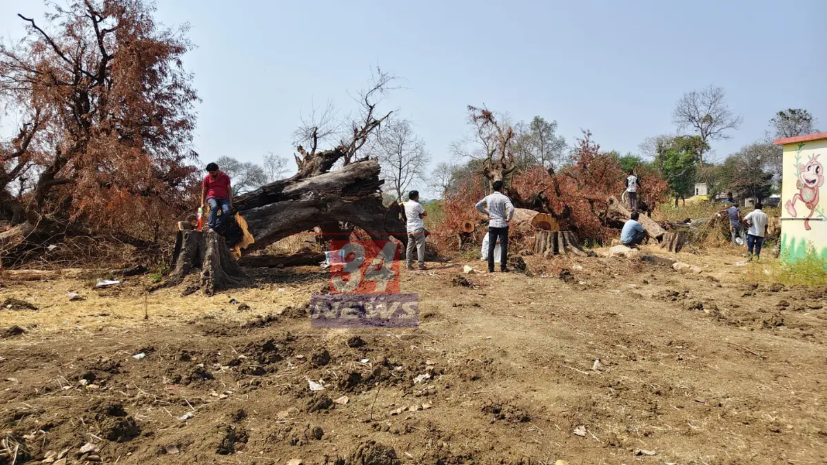Illegal Tree Cutting । सरपंच, उपसरपंच अन् ग्रामसेवक अडचणीत! अवैध वृक्षतोडीप्रकरणी गावकऱ्यांचा संताप