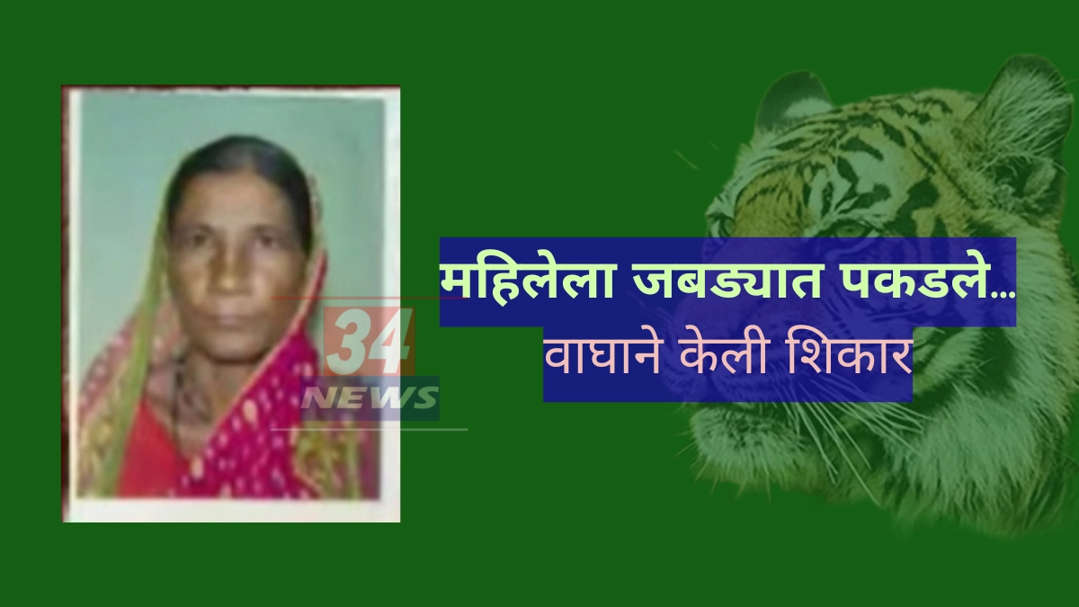 Dangerous Tiger Attacks । चंद्रपुरात वाघाचा थरार; मोहफुले वेचणाऱ्या महिलेला जबड्यात पकडून जंगलात ओढले!