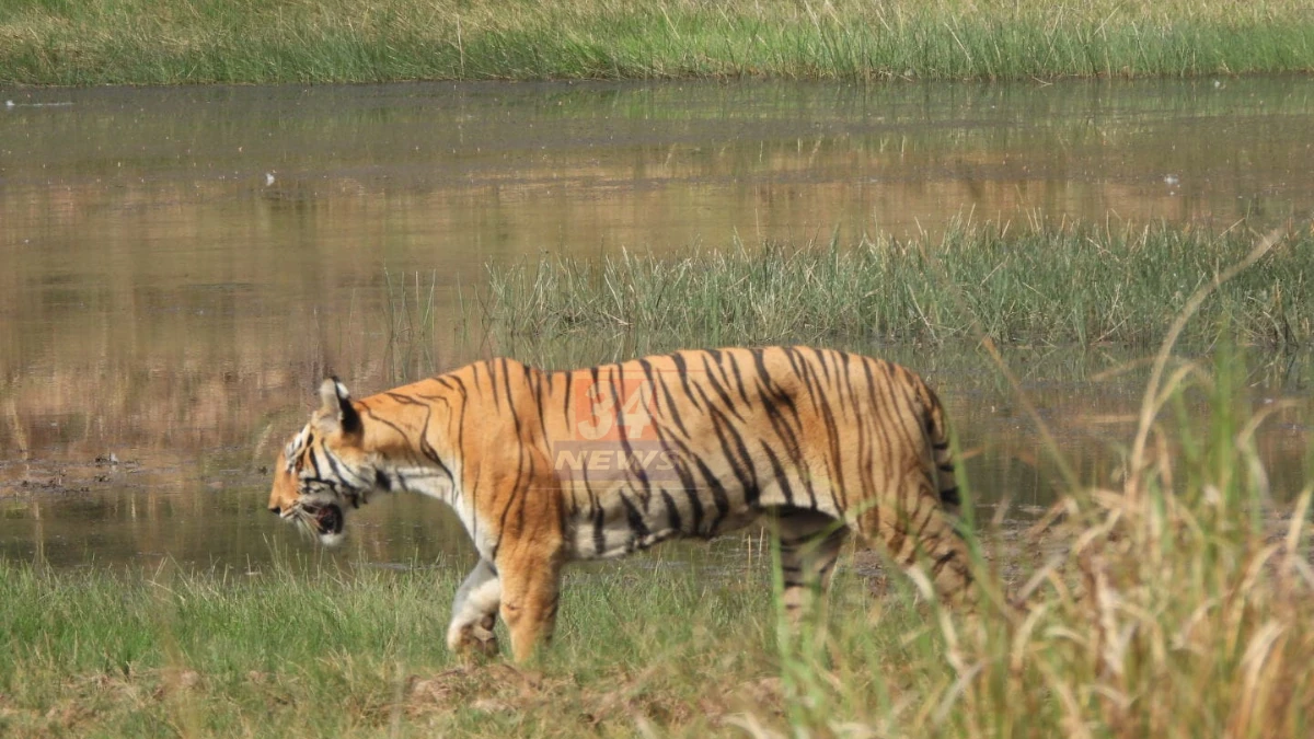 ताडोबा-अंधारी व्याघ्र प्रकल्पात tadoba wildlife census दरम्यान मचाणावरून दिसलेला वाघ, चंद्रपूर जिल्हा