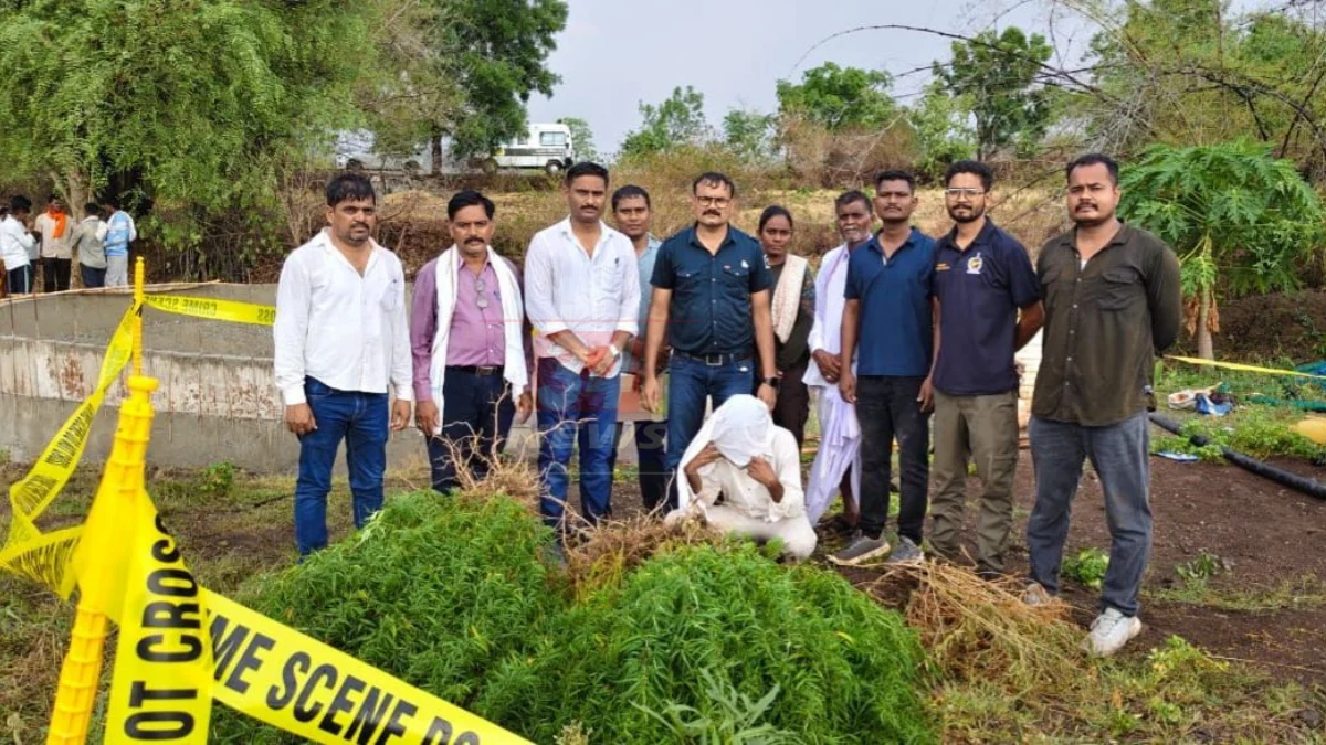 Chandrapur ganja raid: जिवती तालुक्यातील पेद्दासापूर शिवारात जप्त केलेली 34 किलो गांजाची जिवंत झाडे, चंद्रपूर पोलिसांची धडक कारवाई