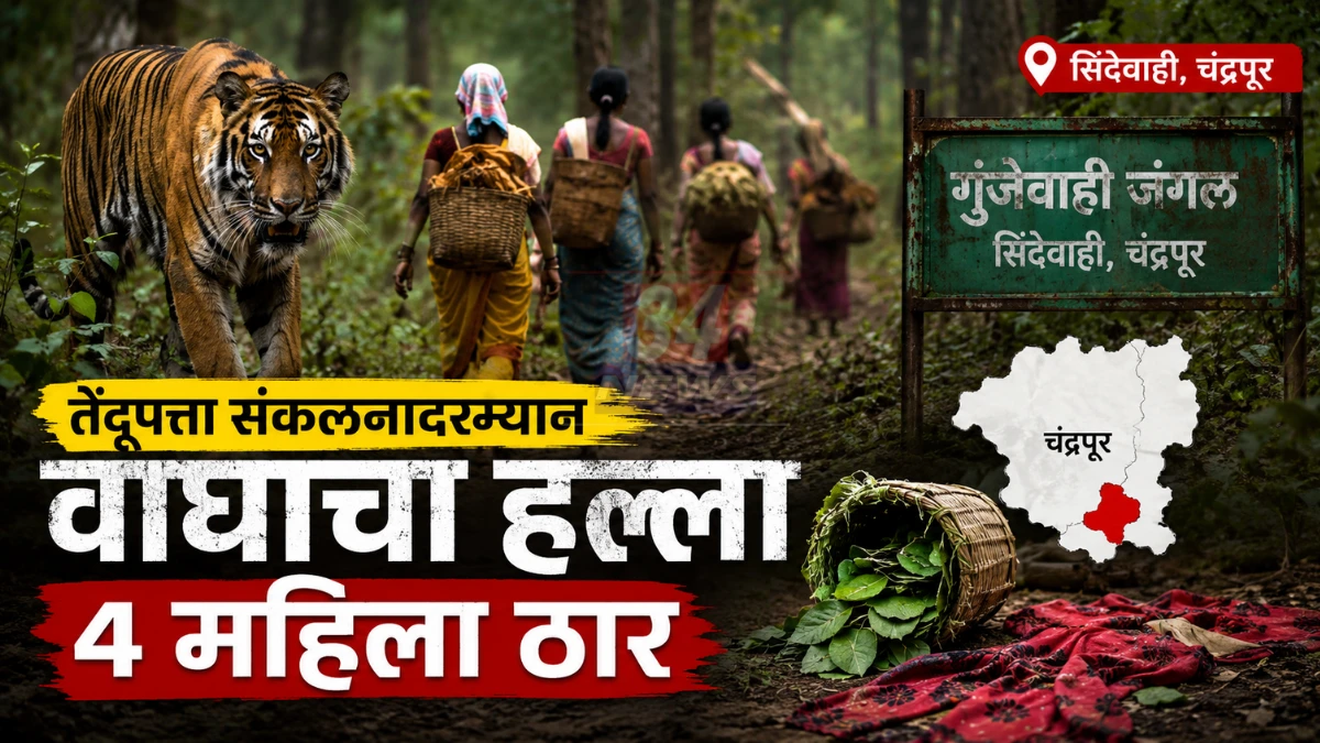 सिंदेवाहीच्या गुंजेवाही जंगलात तेंदूपत्ता वेचताना वाघाचा हल्ला, 4 महिला जागीच ठार