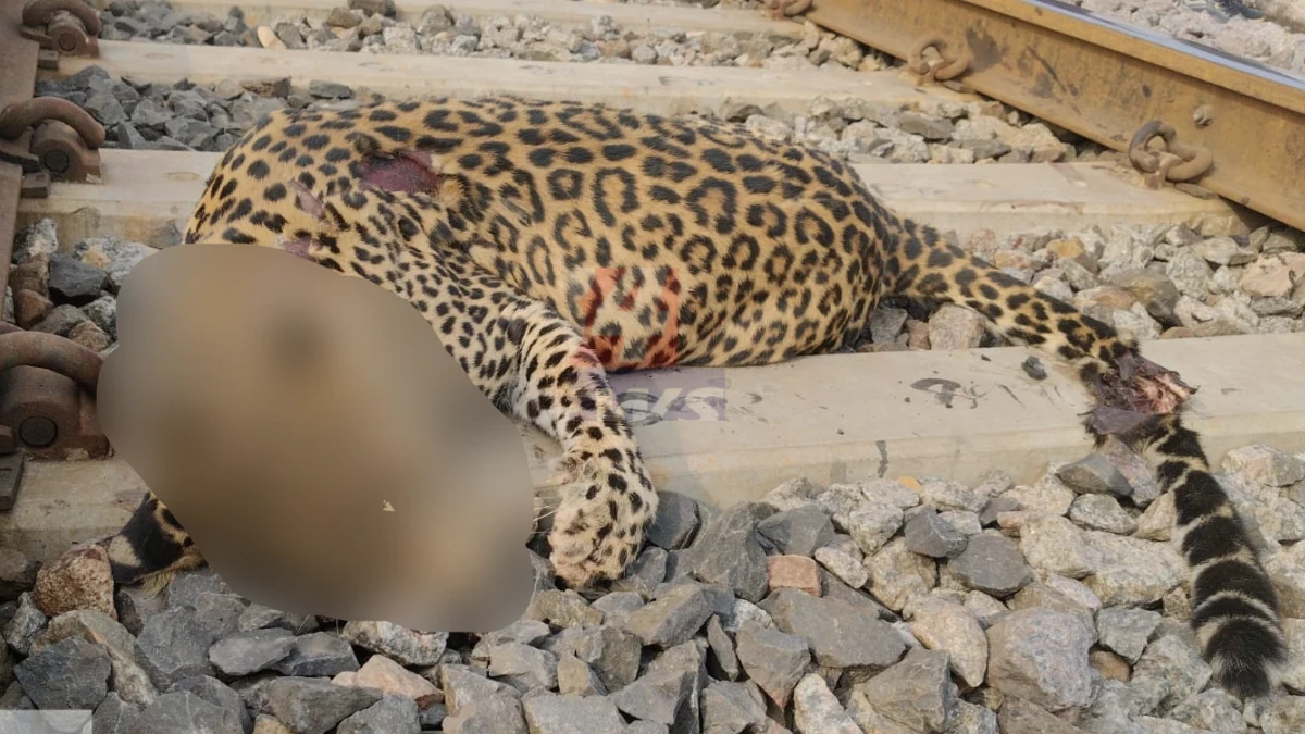 chandrapur leopard death – female leopard killed in train accident at Virur, Rajura