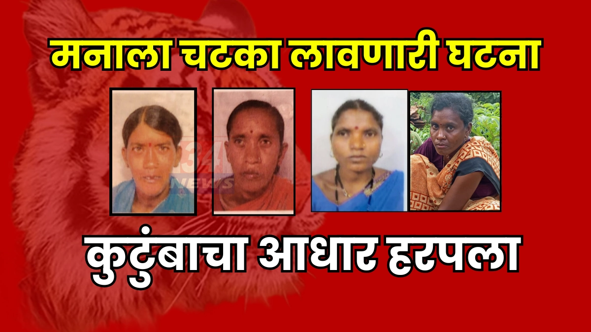 sindewahi tiger attack – four women killed while collecting tendu leaves in Chandrapur